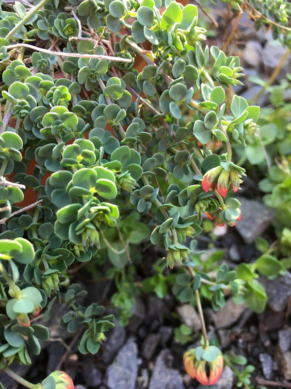 Lotus corniculatus var crassifolia